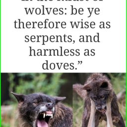 sheep-amongst-wolves