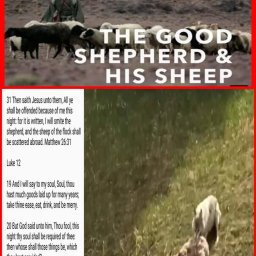 endangered-sheep