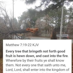 hewn-down-cast-into-the-fire