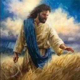 TARES AMONG THE WHEAT BY ANDREW WOMMACK