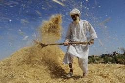 SEPARATING THE TARES FROM THE WHEAT BY ANDREW WOMMACK