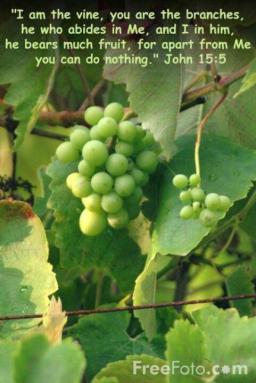 "OUR LIFE IS IN HIM" BY ANDREW WOMMACK 