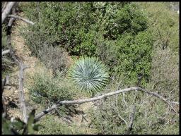 "WORLDLY CARES ARE THORNS" BY ANDREW WOMMACK