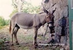 "DEPEND ON GOD, NOT THE GIFT" BY ANDREW WOMMACK 