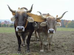 "BEING YOKED TO JESUS" BY ANDREW WOMMACK  