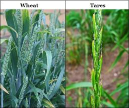 "TARES AMONG THE WHEAT" BY ANDREW WOMMACK 