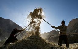 "SEPARATING THE TARES FROM THE WHEAT" BY ANDREW WOMMACK