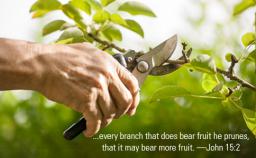 "LET GOD PRUNE YOU HIS WAY" BY ANDREW WOMMACK 