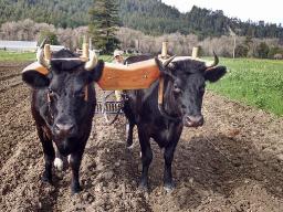 "BEING YOKED TO JESUS" BY ANDREW WOMMACK 