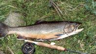 Eastern Brook Trout