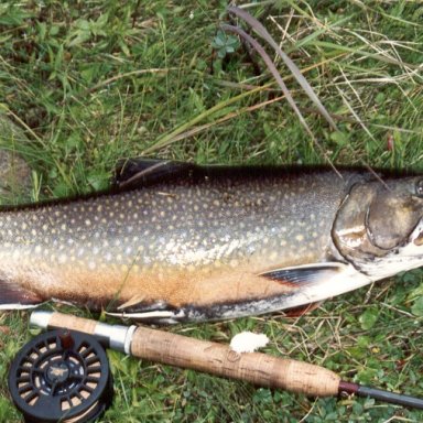 Eastern Brook Trout