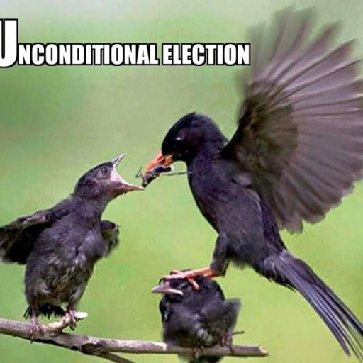 11695798_10153559925372193_8350479117131709919_n