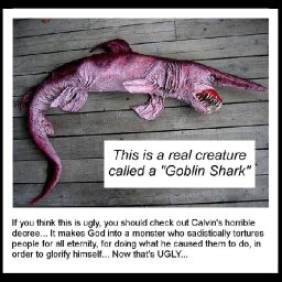 Shark.jpg