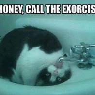 Funny Cat