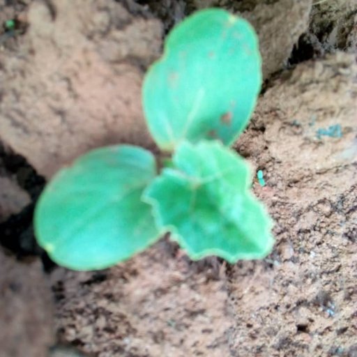 Kamiigo Disabled (5)