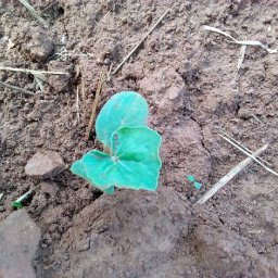 Kamiigo Disabled (6).jpeg