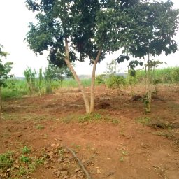 Kamiigo Disabled (10).jpeg