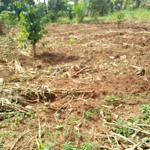 Kamiigo Disabled (11)