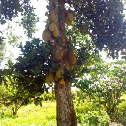 Kamiigo Disabled (14).jpeg