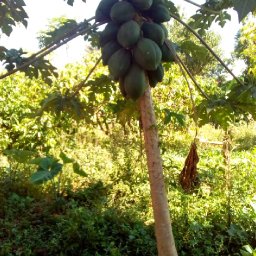 Kamiigo Disabled (17).jpeg