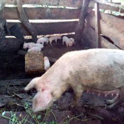 Kamiigo Disabled (19).jpeg