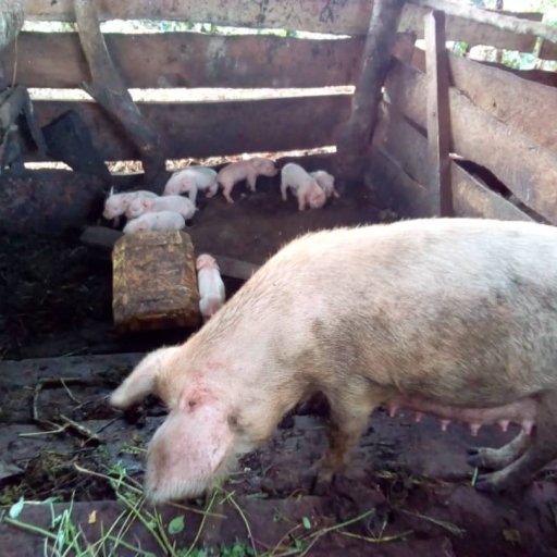 Kamiigo Disabled (19)