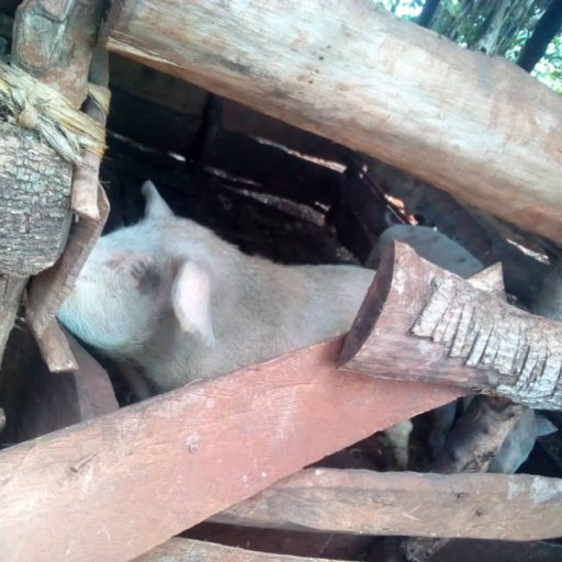 Kamiigo Disabled (24)