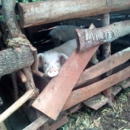 Kamiigo Disabled (25).jpeg