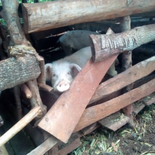 Kamiigo Disabled (25)