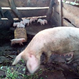 Kamiigo Disabled (27).jpeg