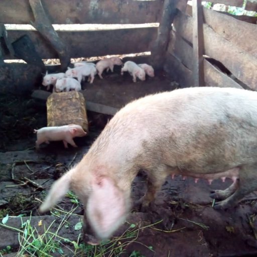 Kamiigo Disabled (27)