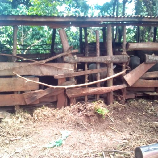 Kamiigo Disabled (32)