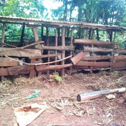 Kamiigo Disabled (33)