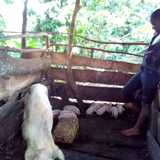 Kamiigo Disabled (34)