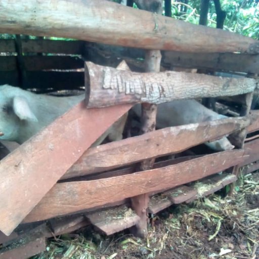 Kamiigo Disabled (35)