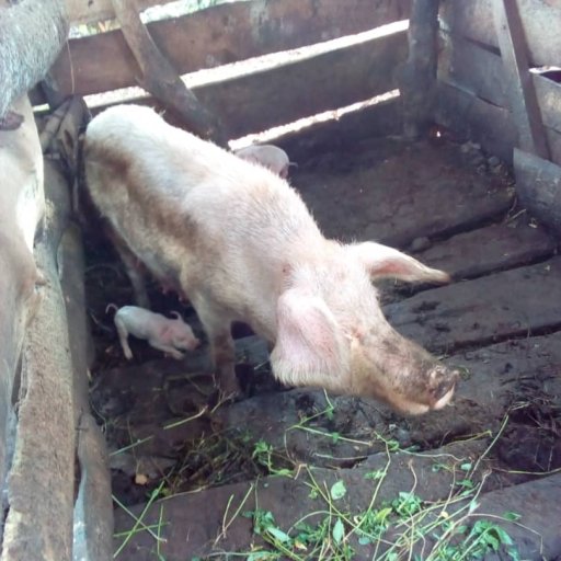 Kamiigo Disabled (40)