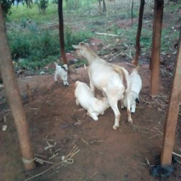 Kamiigo Disabled (49).jpeg