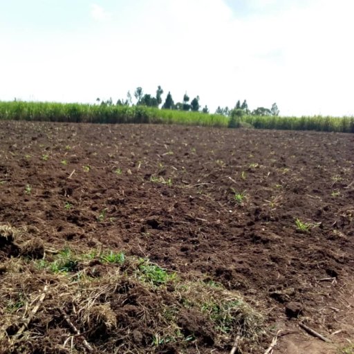 Kamiigo Disabled (50)