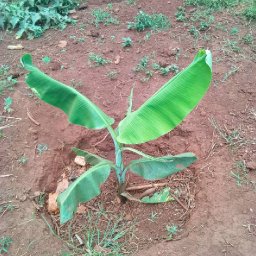 Kamiigo Disabled (81).jpeg