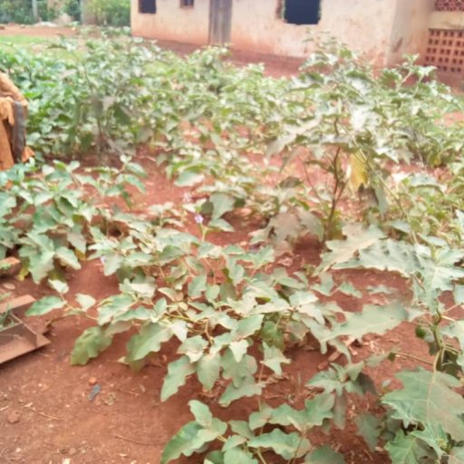 Kamiigo Disabled (82)