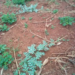 Kamiigo Disabled (93).jpeg