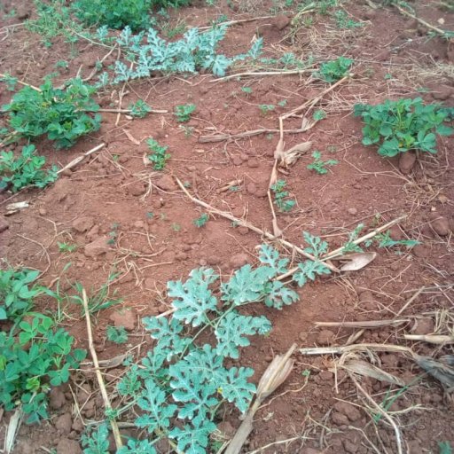 Kamiigo Disabled (93)