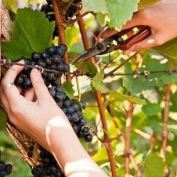 110416-267x400r1-Pruning_Grapes.jpg