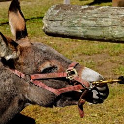 donkey-act-stubbornness-stubborn-donkey-mule-displays-stubbornness-being-led-halter-106091792.jpg