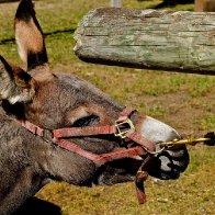 Stubborn mule ignorant blind & deaf