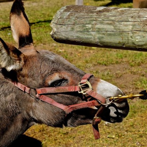 Stubborn mule ignorant blind & deaf