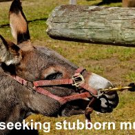 Self-seeking stubborn mules