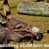 Self-seeking stubborn mules
