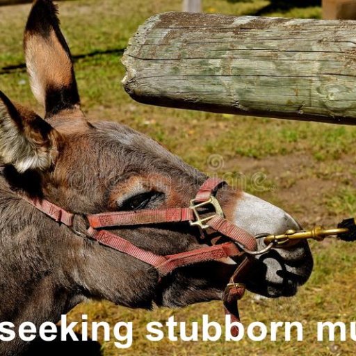 Self-seeking stubborn mules