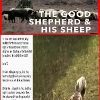 Endangered sheep